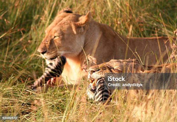 Photo libre de droit de Lionne Déjeuner 3 banque d'images et plus d'images libres de droit de Afrique - Afrique, Agression, Aliment