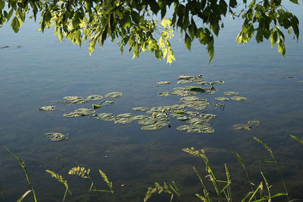 gentle meadow stock photo