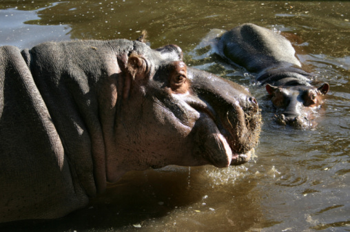 hippopotamus, hippo  hippopotamus amphibius,