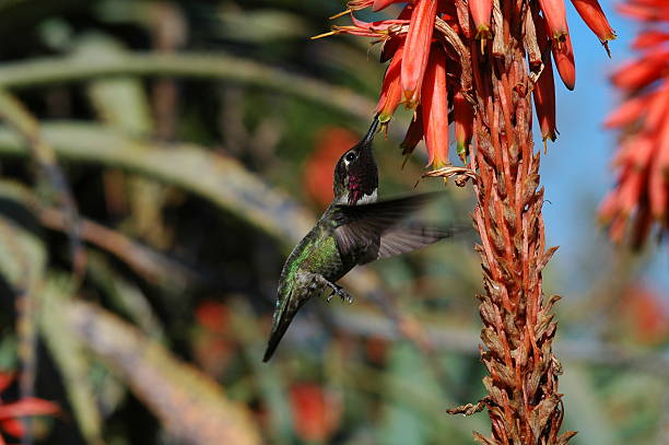 istock Male Anna's Hummingbird (Calypte anna) 92496384