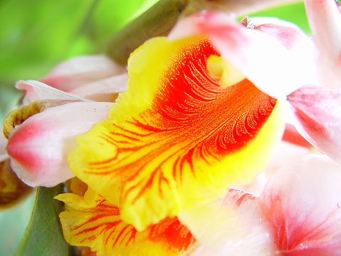 Orange Flower Drophead Tufted Airplant Bromeliad Guzmania Lingulata yellow flowers Fairchild Garden Coral Gables Florida