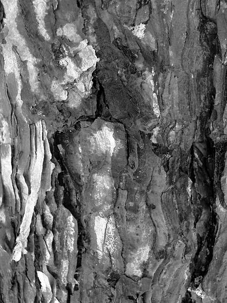 Árbol de corteza en invierno. - foto de stock