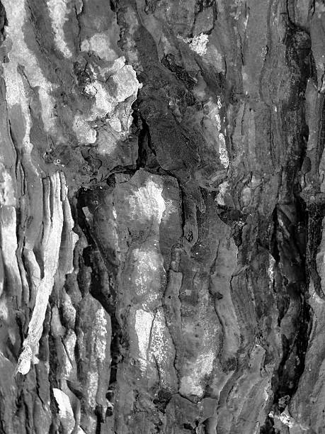 Tree Bark in Winter. stock photo