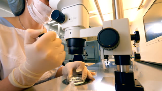 In vitro fertilization perfoming. A female scientist is examining a sperm sample. IVF, eco, extracorporal fertilization perfoming.