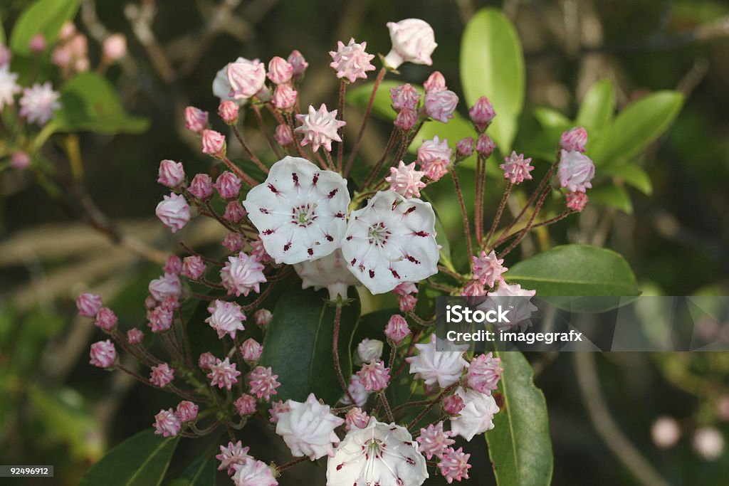 Mountain Laurel - Zbiór zdjęć royalty-free (Kalmia szerokolistna)