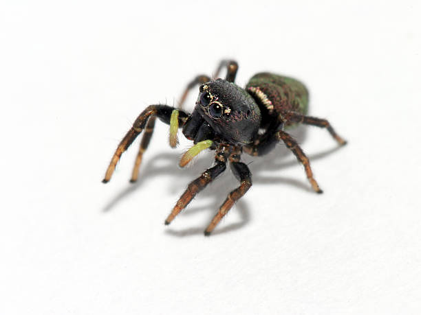 istock Close up of jumping spider with bright yellow antenna 92496999