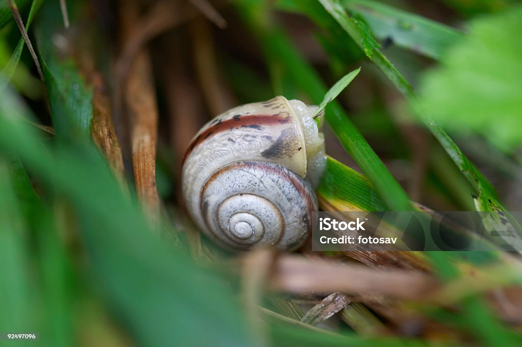 Caracol em floresta - Foto de stock de Animal royalty-free