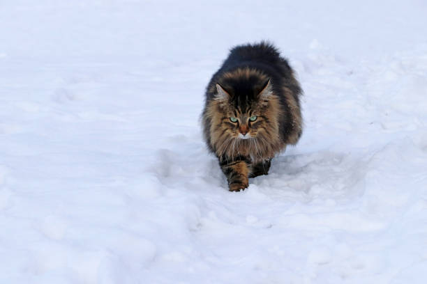 istock A Norwegian forest cat runs in winter by the snow 924972816