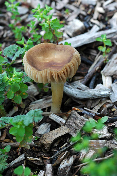 fairy ring mushroom, Marasmius oreades Fairy ring mushroom,  marasmius oreades mushrooms stock pictures, royalty-free photos & images