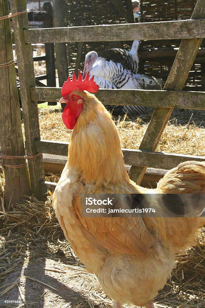 poulet - Photo de Aliment libre de droits