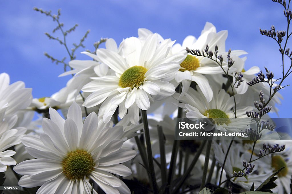 Daisies#2 - Foto stock royalty-free di Blu