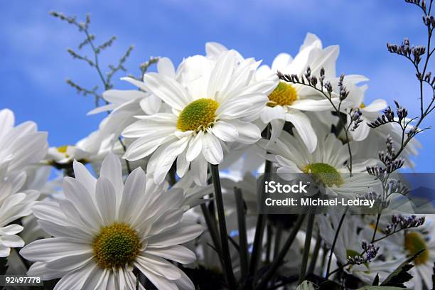 Daisies2 - zdjęcia stockowe i więcej obrazów Bez ludzi - Bez ludzi, Duża grupa obiektów, Fotografika