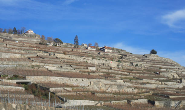 Vineyard in switzerland stock photo