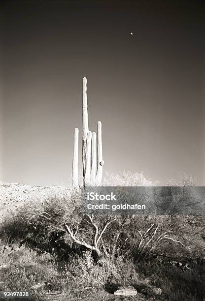 Saguarokandelaberkaktus Stockfoto und mehr Bilder von Arizona - Arizona, Bundesstaat Sonora, Farbbild