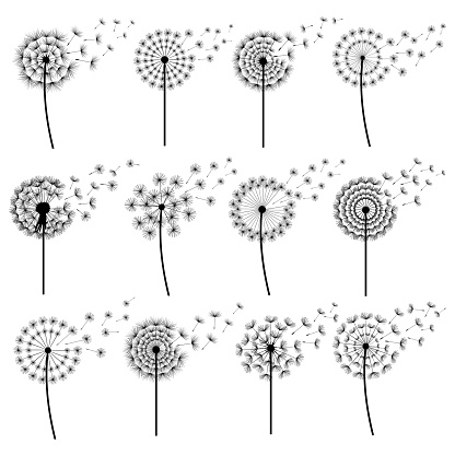 Set of black dandelions blowing isolated on white background. Stylized summer or spring flowers with flying fluff. Floral design elements, icons. Vector illustration