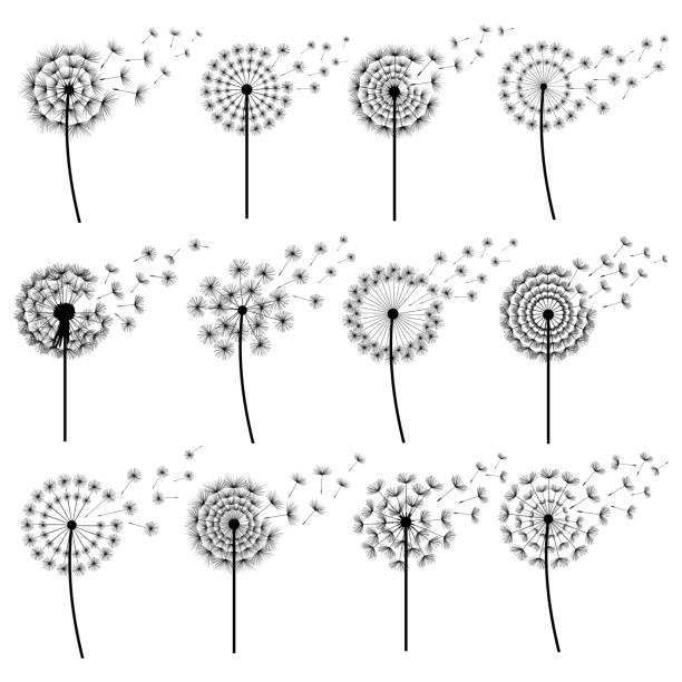 Set of stylized dandelions blowing isolated Set of black dandelions blowing isolated on white background. Stylized summer or spring flowers with flying fluff. Floral design elements, icons. Vector illustration dandelion stock illustrations
