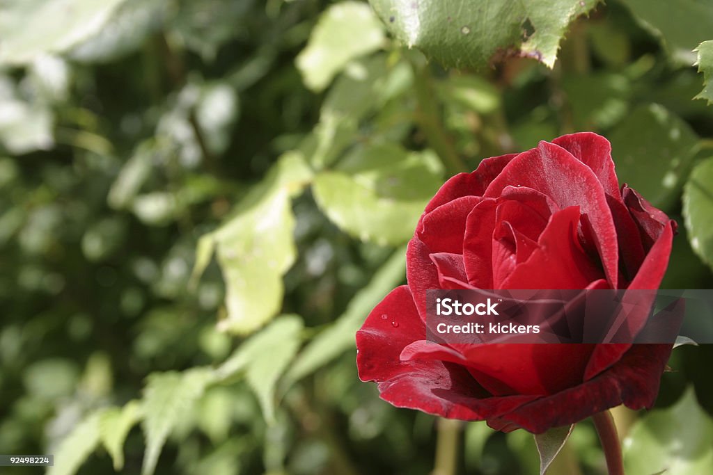 rose rouge dans le bas à droite - Photo de Amour libre de droits