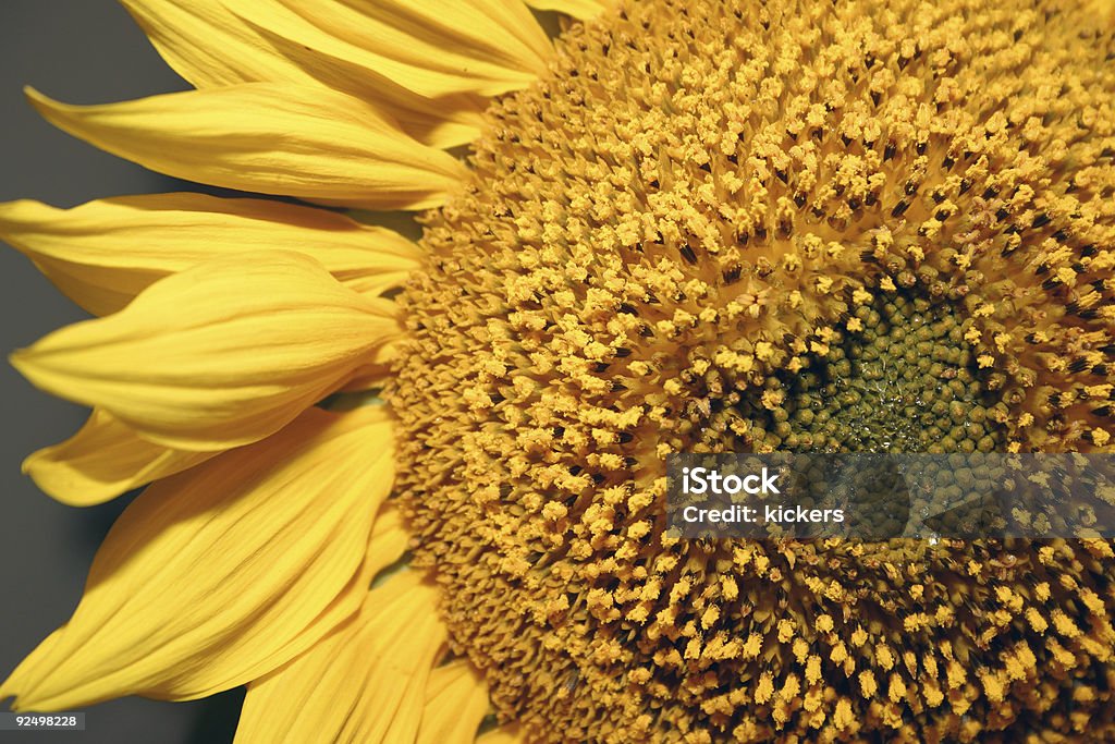 Gros plan d'un tournesol - Photo de Capitule libre de droits