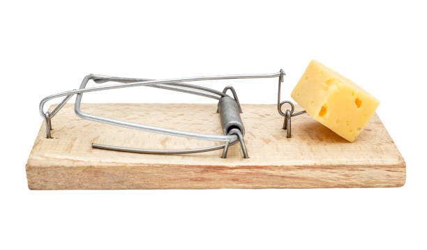 istock Piece of cheese in mousetrap. Isolated on white. 924984478