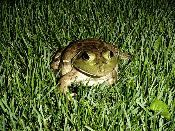 Frog in Grass stock photo