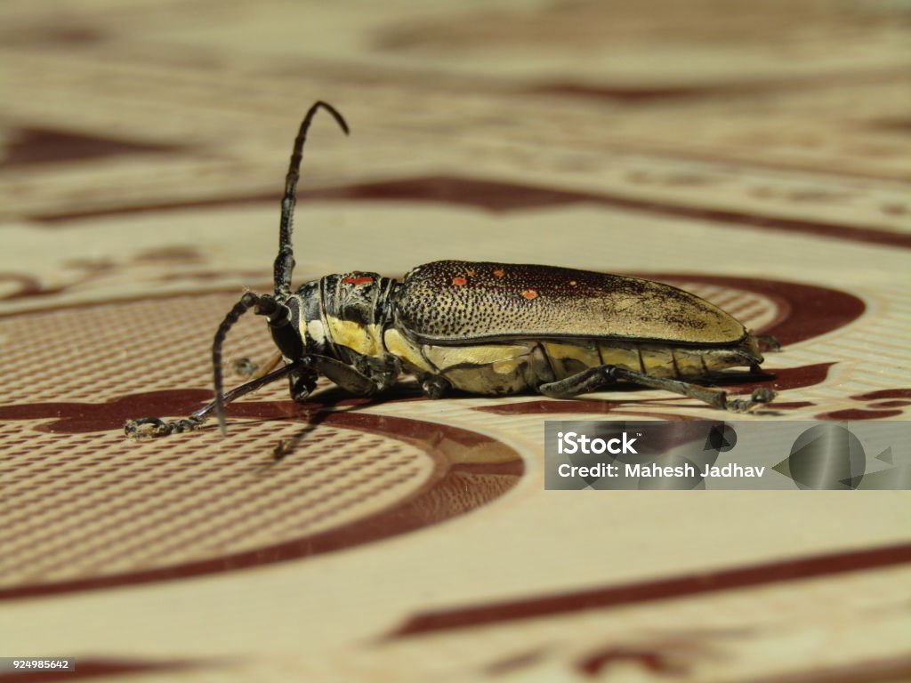 Insects Are Small Animals With Six Legs And A Hard Outer Shell Called An  Exoskeleton Stock Photo - Download Image Now - iStock