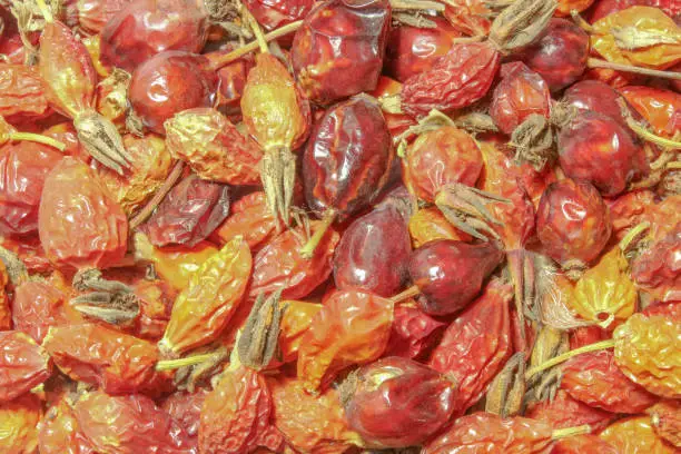 Dried rose hips close up as background