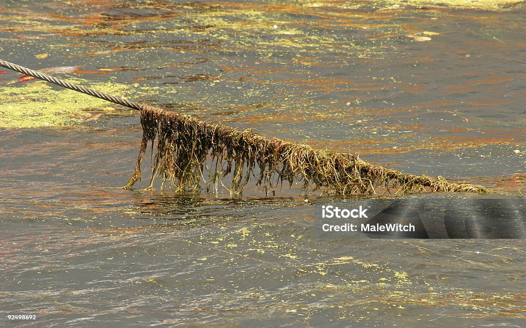 コードと海藻 - とも綱のロイヤリティフリーストックフォト