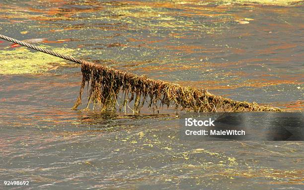 Cabo E Algas - Fotografias de stock e mais imagens de Alga marinha - Alga marinha, Arame, Atracado