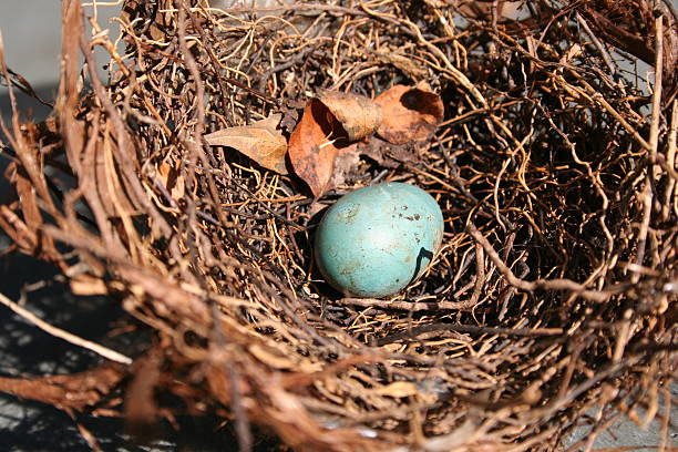 À espera de hatch - fotografia de stock