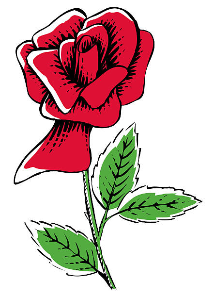 Bекторная иллюстрация Красная роза