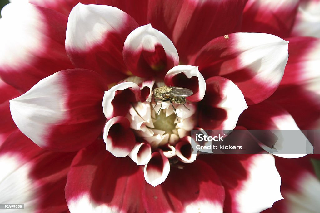 Centre de rouge et de blanc pour le bain bloom - Photo de Abeille libre de droits