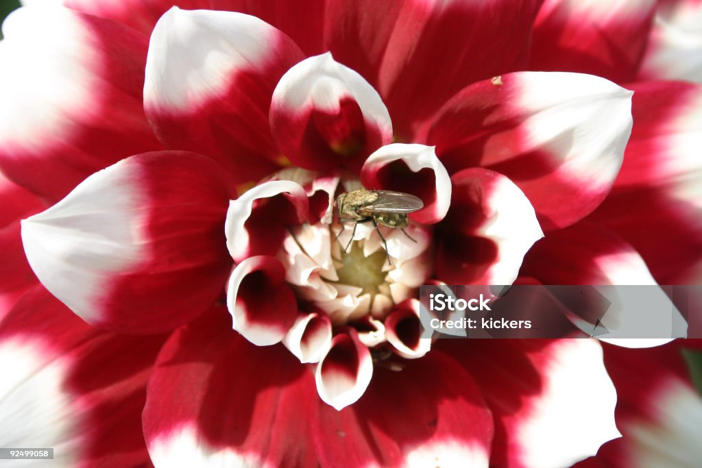 Center of a red and white bloom Center details of a bloom in red and white, a small bee in the middle.  Accessibility Stock Photo