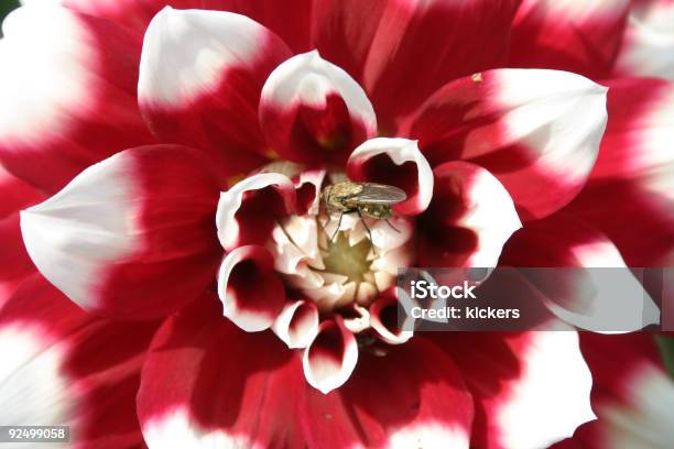 Center Of A Red And White Bloom Stock Photo - Download Image Now - Accessibility, Animal, Bee