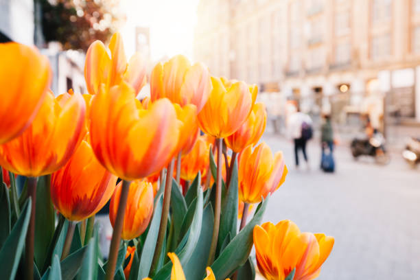 Tulips and Amsterdam Close up view of Holland red and orange tulip flowers with green leafs on street of Amsterdam, Netherlands dutch baroque architecture stock pictures, royalty-free photos & images