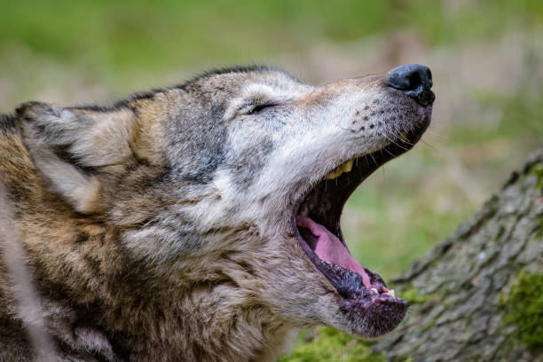 istock European wolf stretching and yawning 924991206