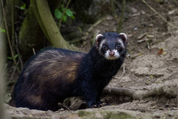 istock A wild ferret coming out of its den 924994684