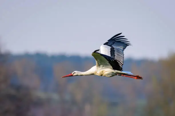 Photo of Stork flying