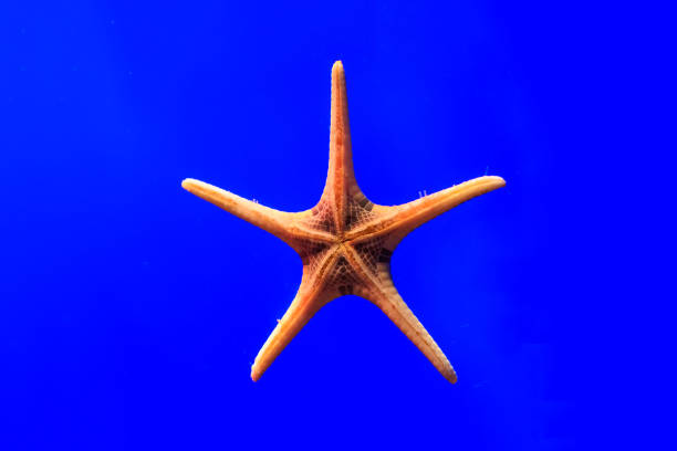 istock Close-up red starfish under blue background water. 924995882