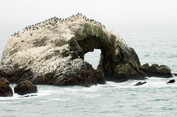 birds on rock with heart shaped hole stock photo