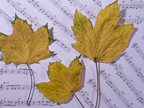 Close up of autumn leaves on the sheet music