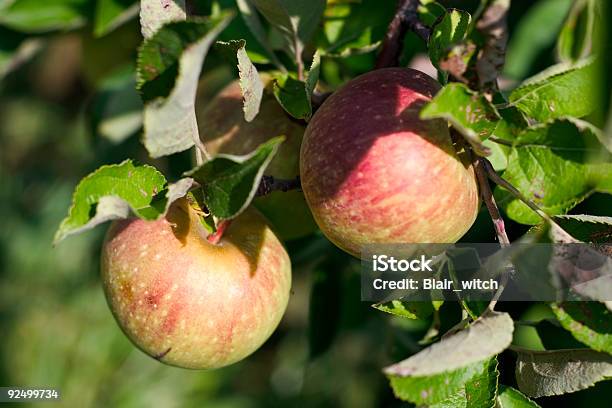 Foto de A Colheita e mais fotos de stock de Maçã Gala - Maçã Gala, Árvore, Agricultura