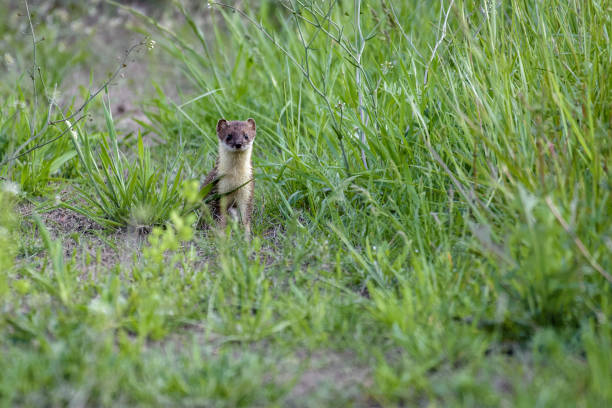 istock European weasel on a rural road 924997972