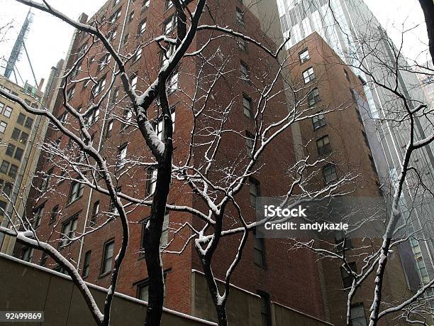 Albero Di Contrasto - Fotografie stock e altre immagini di Albero - Albero, Ambientazione esterna, Appartamento