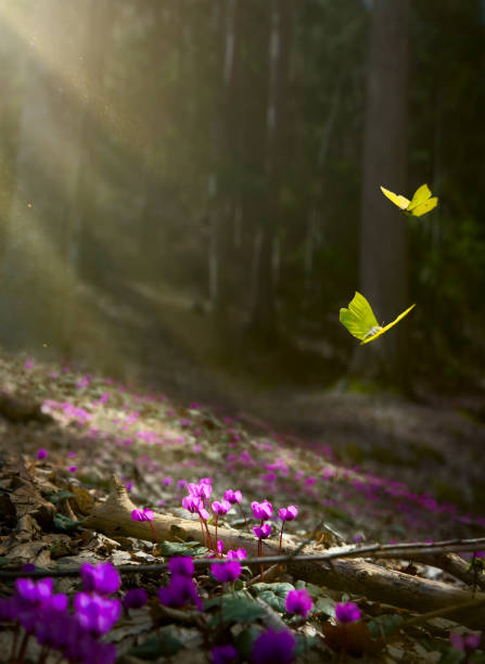 Easter spring flower background; fresh flower and yellow butterfly on spring forest background