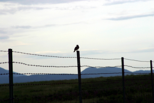 Silhouette of a bird on the boundary fence at the National Bison Refugee in Montana