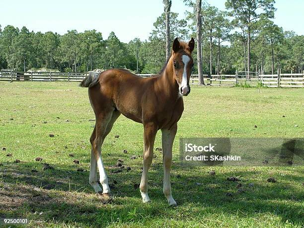 Espírito - Fotografias de stock e mais imagens de Florida - EUA - Florida - EUA, Rancho - Quinta, Animal