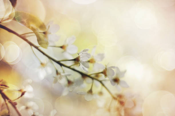 istock Bird cherry branch with white flowers 925001278
