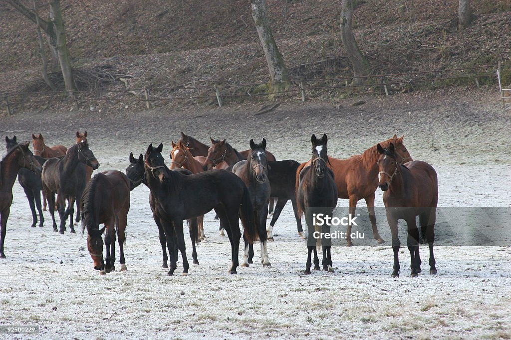 Dezembro de prado & pé de origem materna os poldros - Royalty-free Animal Foto de stock