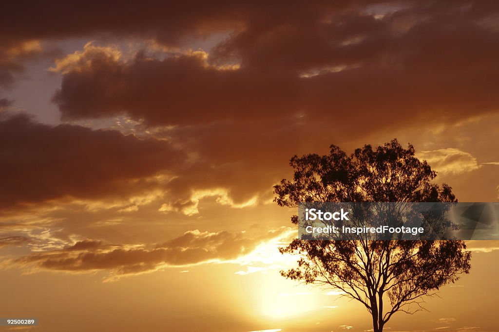 Herrlichen Sonnenuntergang hinter dem Baum - Lizenzfrei Abenddämmerung Stock-Foto