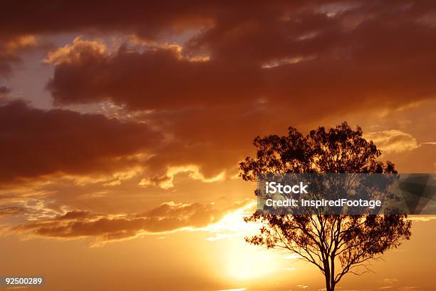 Herrlichen Sonnenuntergang Hinter Dem Baum Stockfoto und mehr Bilder von Abenddämmerung - Abenddämmerung, Baum, Farbbild